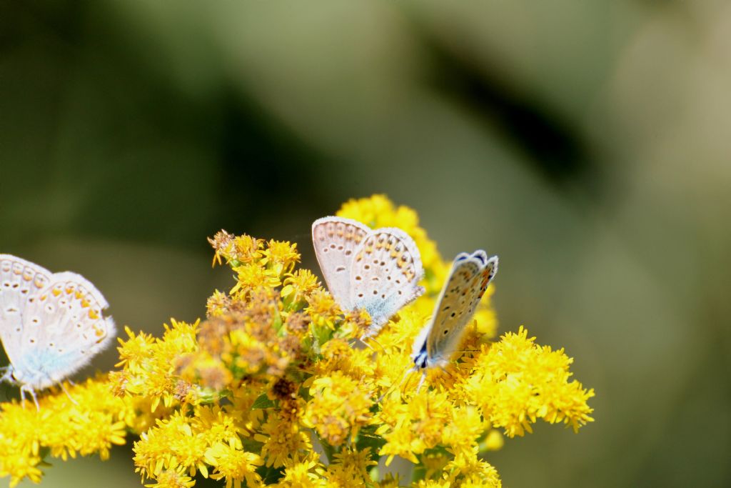 Polyommatus....??